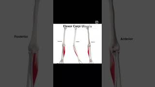 Flexor carpi ulnarisupperbodymuscle humananatomy physiotherpy sports [upl. by Licna]