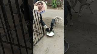 jivdaya mom priya priyam love all animals and birds newviral [upl. by Almallah903]