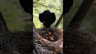 Black drongo bird babies P 16 shortvideo viralshorts [upl. by Brott]