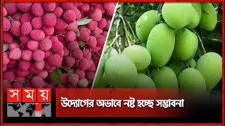 আমের বাণিজ্যিক জোনে হিমাগার সংকট   Rajshahi News  Mango  Litchi  Cold Storage Crisis [upl. by Risan]