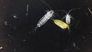 Copepods [upl. by Hoy255]