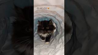 Funny moments 😹Two Cute Kittens Playing 😍 cat kitten shorts [upl. by Aisanat557]