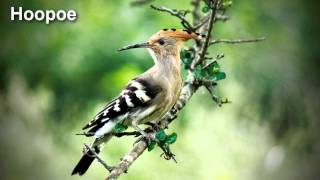 Hoopoe Bird Song and Pictures [upl. by Eldnek227]