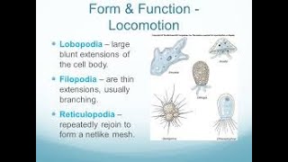 Subphylum Sarcodina  Types of Pseudopodia [upl. by Kirsteni569]