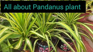 Pandanus plant 🪴 all about Pandanus plant how to grow and care Pandanus plant kewda plant [upl. by Lexis]