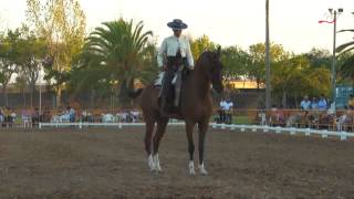 Maria Remedios Olivera Garcia amp ALFARERO  Cto Andalucía Doma Vaquera Infantiles  12º [upl. by Lilah672]