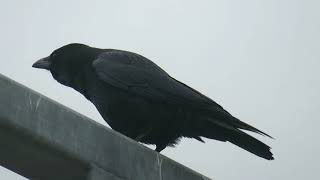 Carrion Crow Corvus corone Landtong Rozenburg ZH the Netherlands 10 Nov 2024 13 [upl. by Anyahc650]