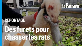 ÉvryCourcouronnes chasse les rats avec des furets [upl. by Noreik195]