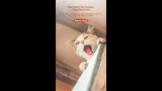 The Funniest Thing About Cats 😹🐾 [upl. by Aridan]