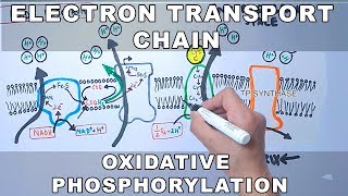 Electron Transport Chain and Oxidative Phosphorylation [upl. by Strep]