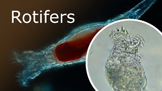 All About Rotifers Anatomy and Habitat Rotaria Macrura Under a Microscope 100x250x [upl. by Cherian]