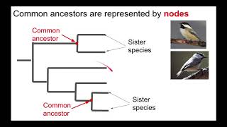 Understanding Phylogenetic Trees [upl. by Barbabas88]