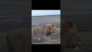 Serengeti lionslion shorts animals biglion beautiful [upl. by Peyton]