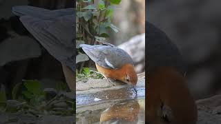 Orange Headed Thrushes [upl. by Airlie346]