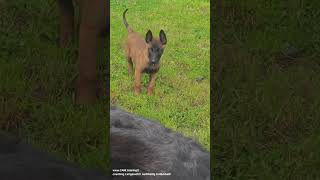 Malinois ▶️ vom Welpen zum Junghund Erziehung Verhalten hundetraining malinois welpenerziehung [upl. by Pollux567]