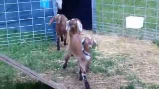 Larry the screaming Nubian goat [upl. by Nilesoy]