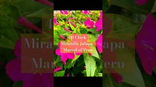 40 Clock  Mirabilis Jalapa  Marvel of Peru 🩷 [upl. by Refanej]