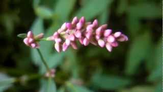 Edible amp Medicinal Ladys Thumb  Polygonum persicaria [upl. by Tupler]