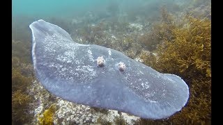 Coffin Ray  Electric Ray narrated [upl. by Shieh112]