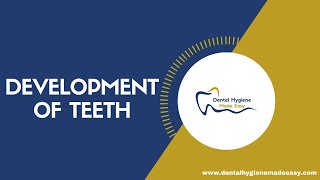 Development of Teeth  Amelogenesis  Dentinogenesis [upl. by Uni224]