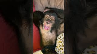 MEET ANGADA A BABY CHIMPANZEE [upl. by Holihs]