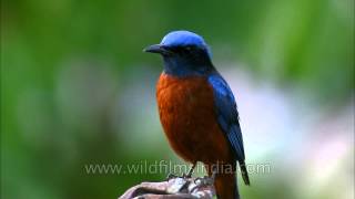 Most exquisite Himalayan bird  Bluecapped Rock Thrush [upl. by Hamilah]