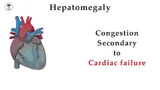 Liver Span Assessment [upl. by Olethea]