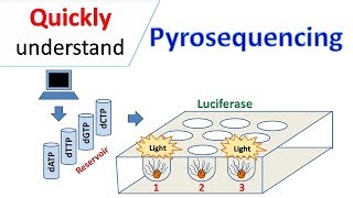 Pyrosequencing [upl. by Petromilli755]