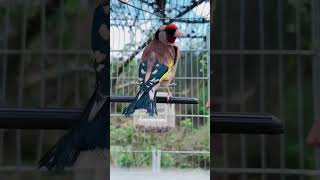 Gardelina Tirone birds chardonneret goldfinch carduelis birdslover nature [upl. by Ul813]