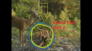 Deer Attractant Stump Licker Homemade Recipe Really Works [upl. by Willtrude]