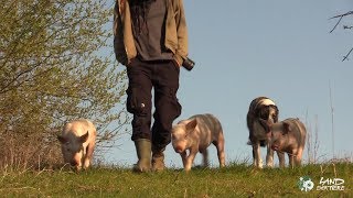 Frühlingsspaziergang mit Schweinen Schafen und Hunden [upl. by Nirel]