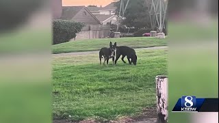 Feral Salinas dogs captured others across county seeing same issue [upl. by Suollecram]