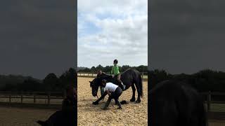 Mykey take a bow on his Wester shortsyoutube horse horsemanship friesian horseriding foryou [upl. by Monah]