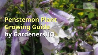 Penstemon Growing Guide [upl. by Arrakat]