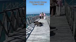 Komodo Dragon ran towards tourists ytshorts shorts komodo animals komodonationalpark yinson [upl. by Eehsar]