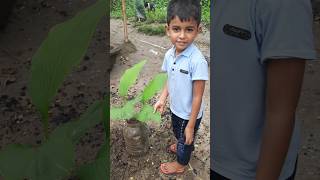 Turmeric plant repoting plants turmeric turmericplant homegarden garden shorts trendingsrk [upl. by Sedlik474]