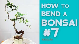 How to bend a Bonsai 7  Operculicarya Decaryi  Bonsaifly shorts [upl. by Drofwarc]