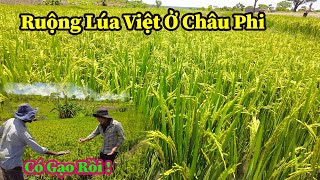 Quang Dũng  Lúa Đã Đỏ Đuôi Báo Hiệu Một Vụ Mùa Thử Nghiệm Thành Công Nhưng Không Kém Phần Gian Nan [upl. by Harikahs839]