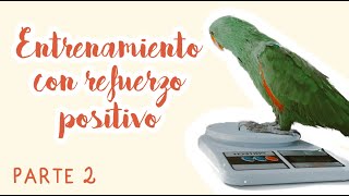 ¿CÓMO EMPEZAR A ENTRENAR CON UN LORO  ENTRENAMIENTO CON REFUERZO POSITIVO  PARTE 2 [upl. by Ayekram649]