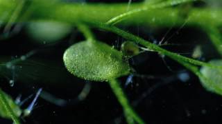 Carnivorous Bladderwort Fastest Plant in the World [upl. by Nnairrehs]