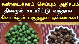 சுண்டைக்காய் மருத்துவ நன்மைகள்  Sundakkai Benefits in Tamil  Sundakkai Health Benefits in Tamil [upl. by Gosser]