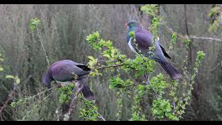 Kererū vs our plum trees [upl. by Anonyw197]