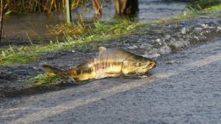 Skokomish River salmon cross the roadPart 1 [upl. by Caton148]