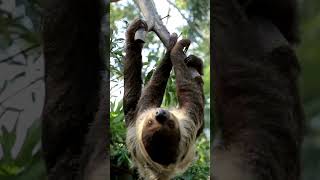 Wild Animals  Sloth  SlowMoving Mammals of South America [upl. by Darej]