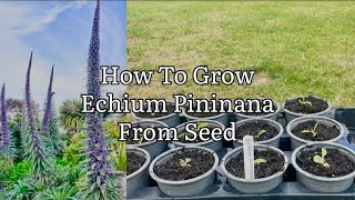 How To Grow Echium Pininana From Seed Growing Tree Echium From Seed Get Gardening [upl. by Drofkcor]