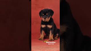 rottweiler rottweilerpuppy rottweilerdog heavybone puppies [upl. by Ad]