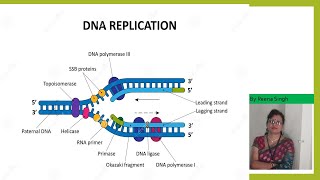 DNA ReplicationII Enzymes in DNA Replication II Prokaryotesshortsyoutubeshorts [upl. by Christalle74]