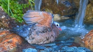 Colombe Turvert prennant son bain [upl. by Ahtelahs200]