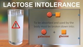 Lactose intolerance IQOGCSIC [upl. by Simonette408]