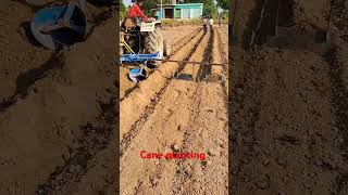 Cane planting farminglifeinanotherworld sugarcane shortvideo [upl. by Eirbua]